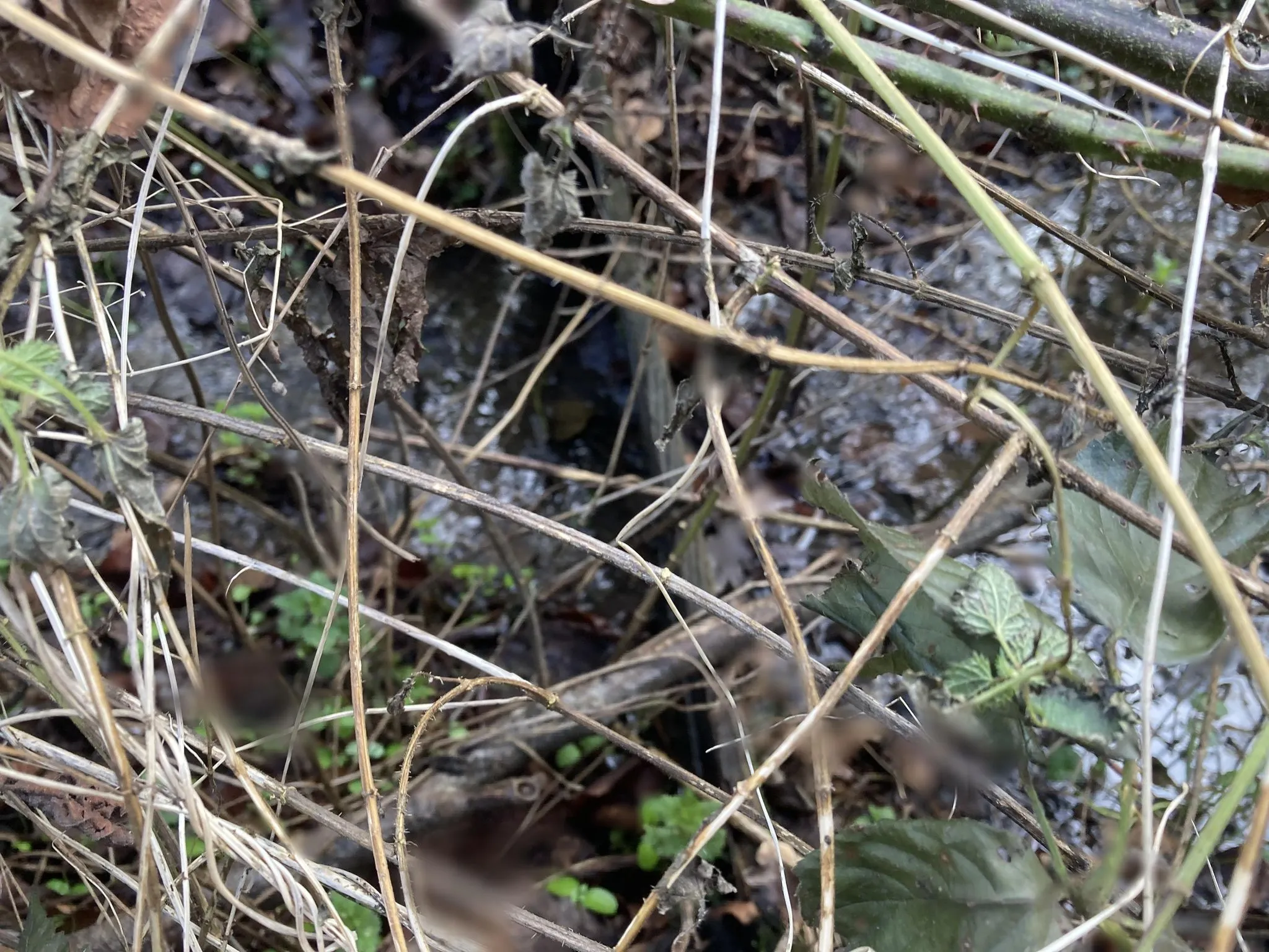 Parken in Kasteel van Rumbeke  Roeselare